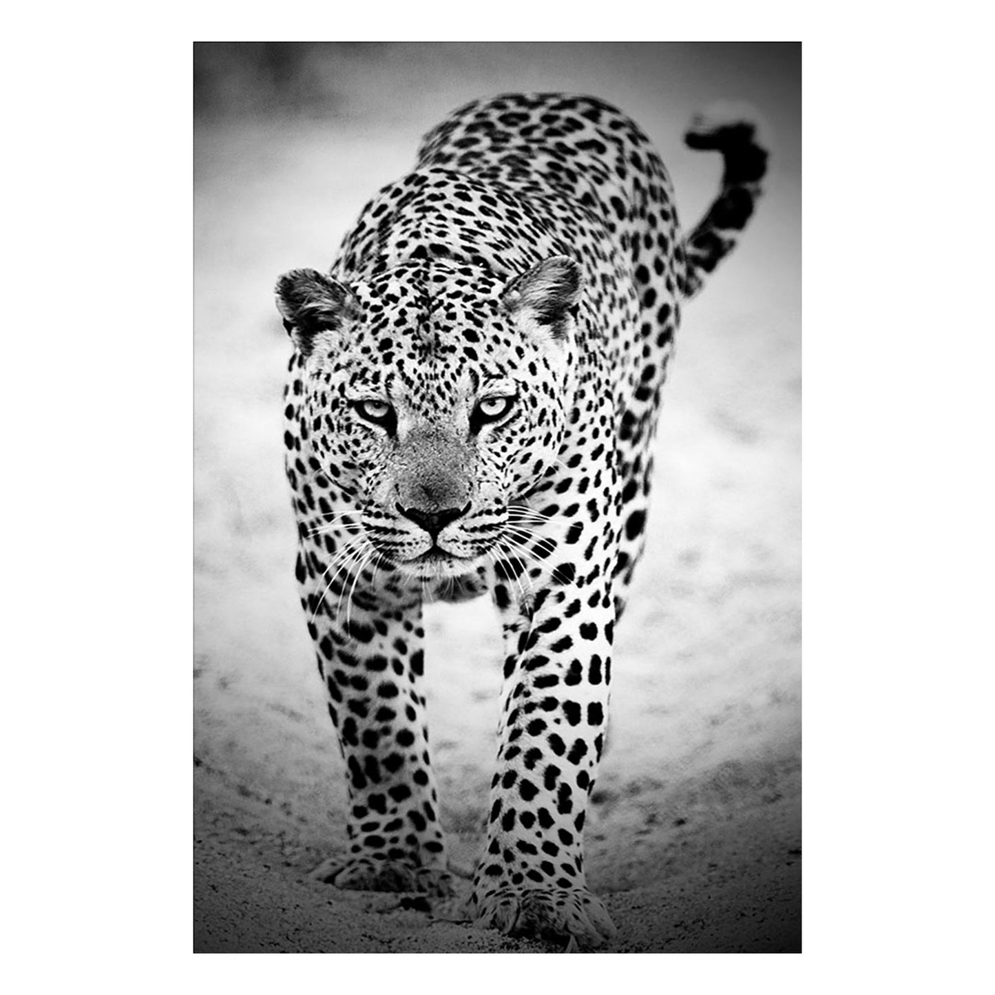 SU-61593 (32″x47″) TEMPERED GLASS ART