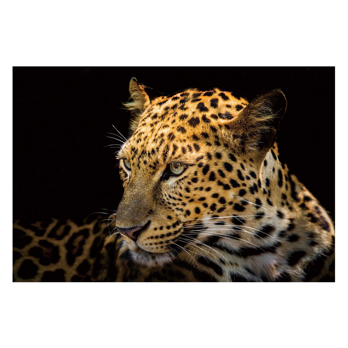 FOCUSED LEOPARD SU-62495 (47″x32″) TEMPERED GLASS ART
