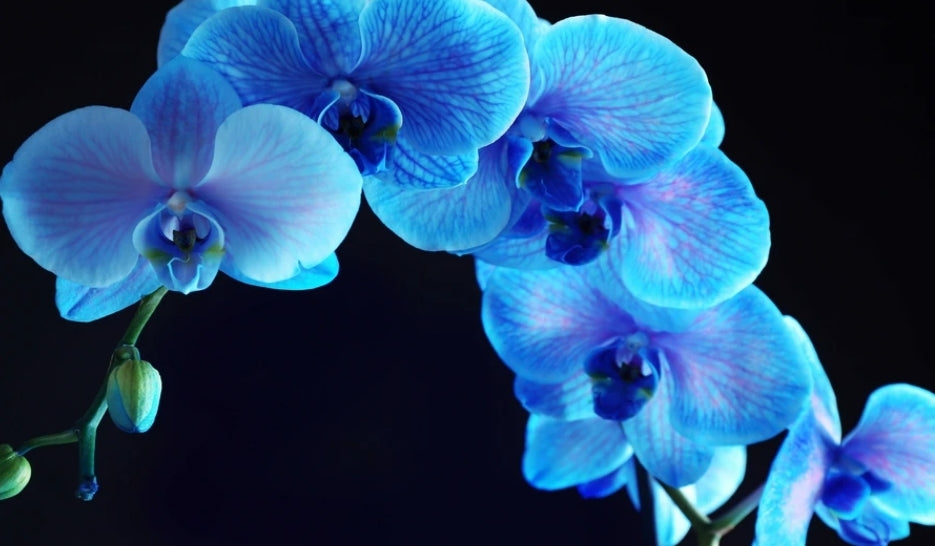 Blue Orchid Glass Wall Art
SHF0140