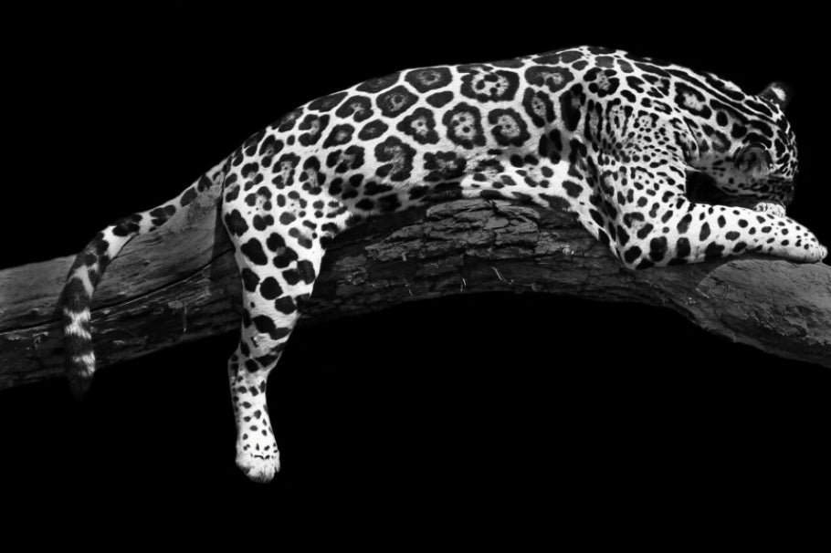 Cheetah On Tree Glass Wall Art
SHH1441