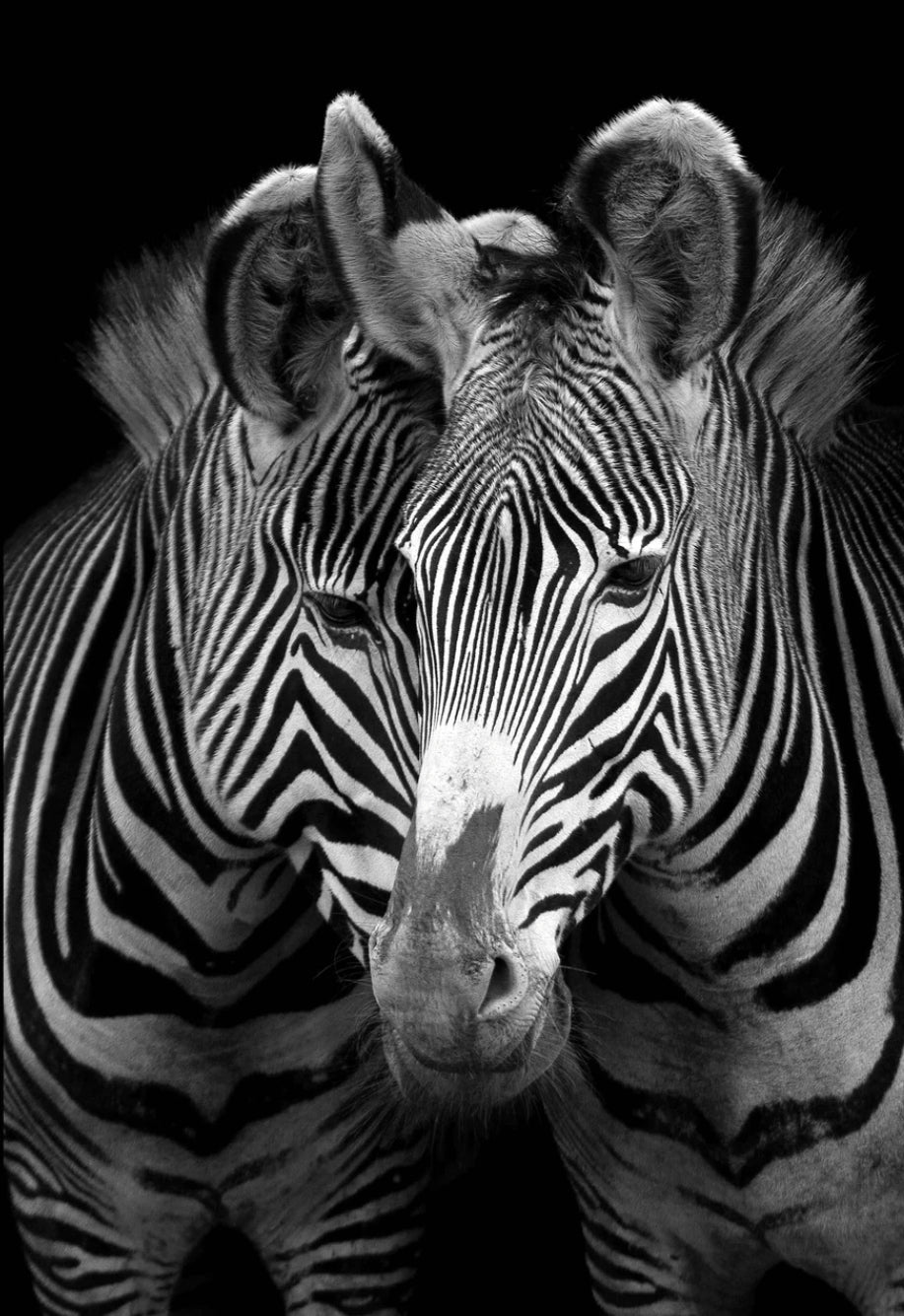 Two Zebras Glass Wall Art
SHH0281