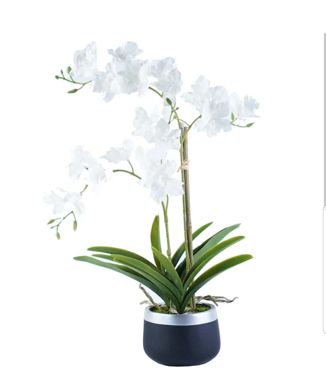 Orchid Arrangement
SH4429 White