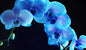 Blue Orchid Glass Wall Art

SHF0140
