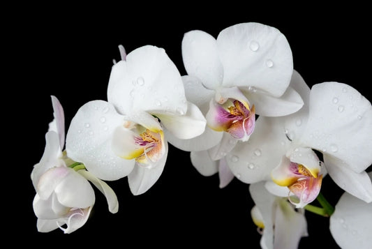Orchid Glass Wall Art

SHF0144