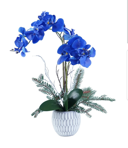 Orchid Arrangement

SH4412