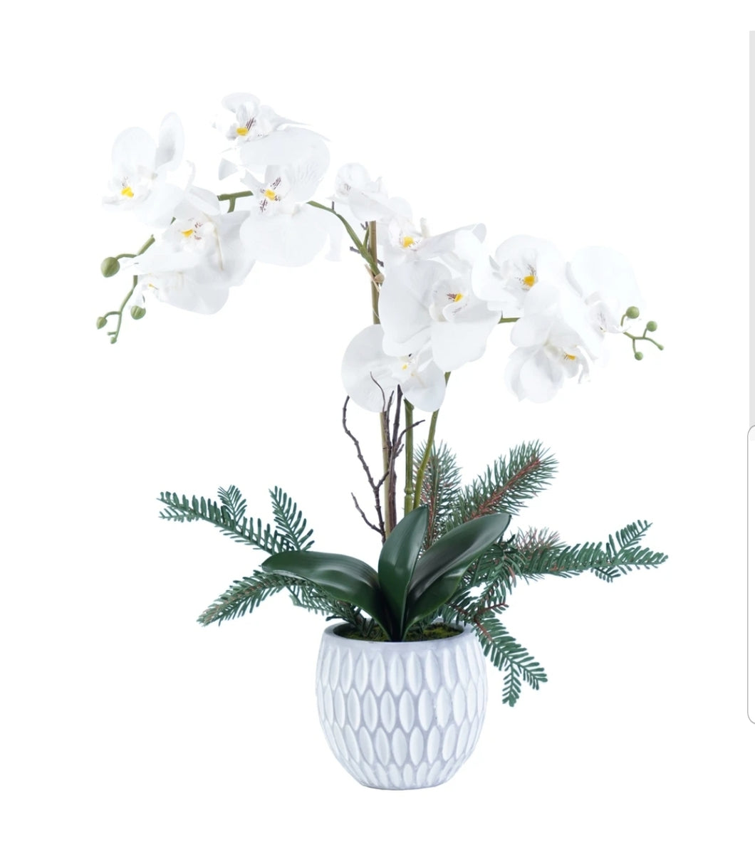 Orchid Arrangement

SH4412 White