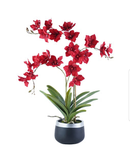 Orchid Arrangement

SH4429 Red