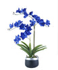 Orchid Arrangement

SH4429 Blue