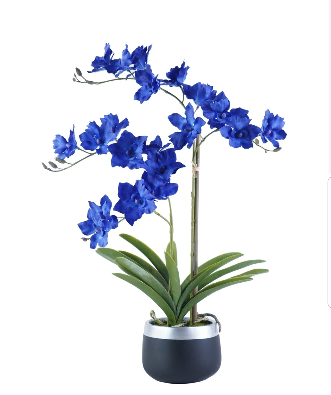 Orchid Arrangement

SH4429 Blue