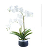 Orchid Arrangement

SH4429 White