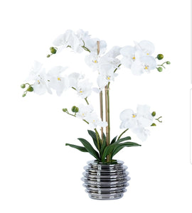 Orchid Arrangement

SH4436 White